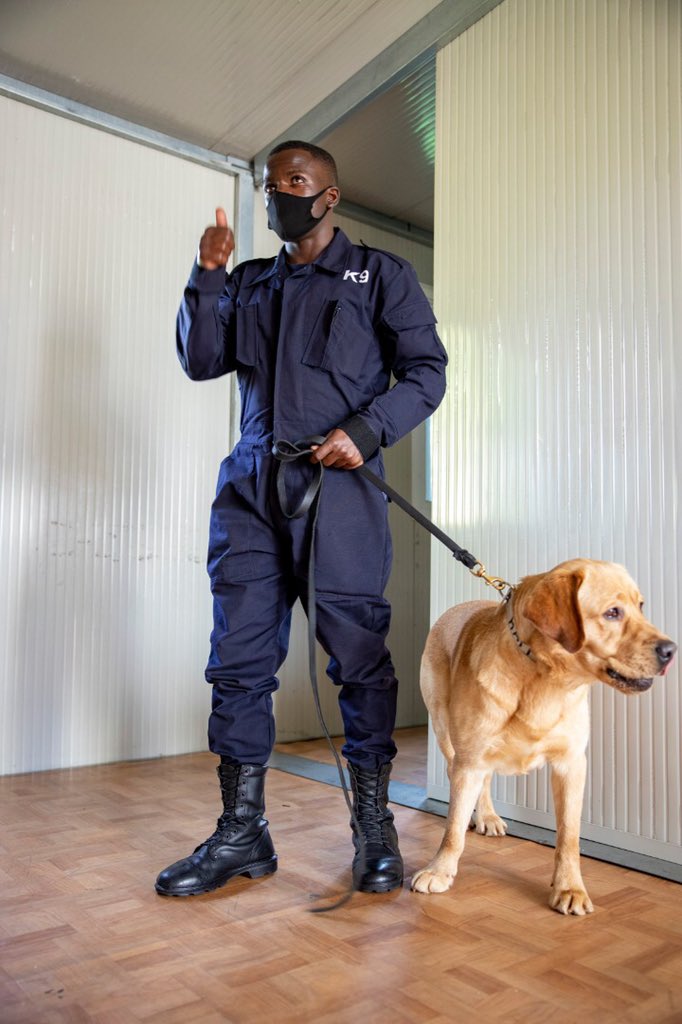 ktpressrwanda's tweet photo. UPDATE: @RBCRwanda says it has launched a pilot phase of #COVID19 screening/testing project using sniffer dogs. Several countries are considering deploying dogs to sniff out infected passengers, after it was discovered that dogs can successful detect infected persons. https://t.co/JkLQUYpUn7