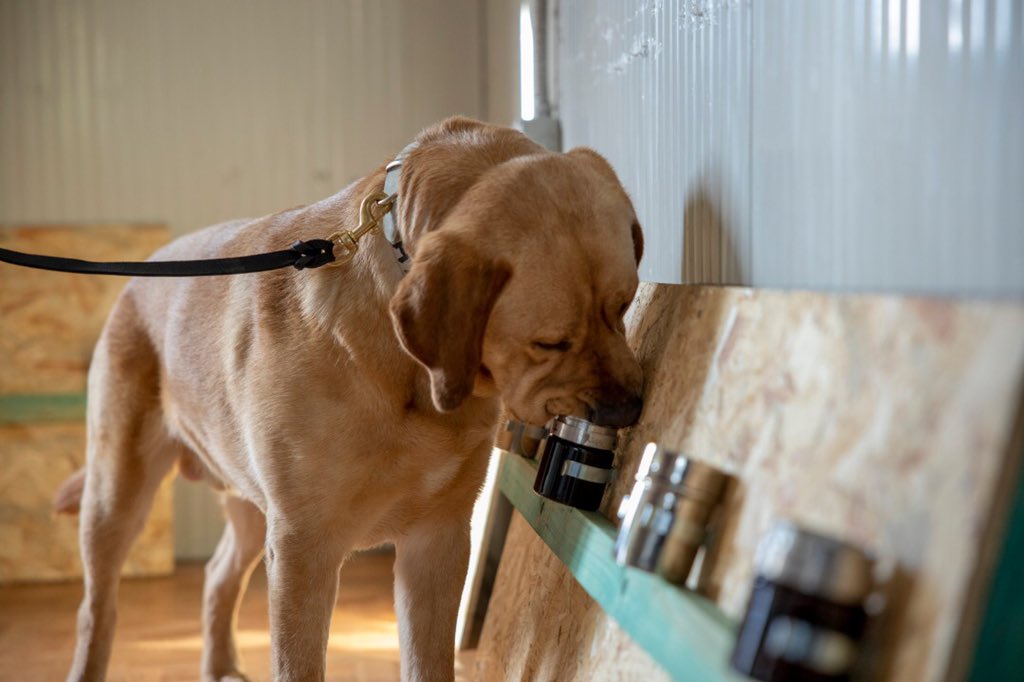 ktpressrwanda's tweet photo. UPDATE: @RBCRwanda says it has launched a pilot phase of #COVID19 screening/testing project using sniffer dogs. Several countries are considering deploying dogs to sniff out infected passengers, after it was discovered that dogs can successful detect infected persons. https://t.co/JkLQUYpUn7