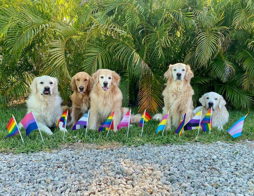 TheGoldenRatio4 tweet picture