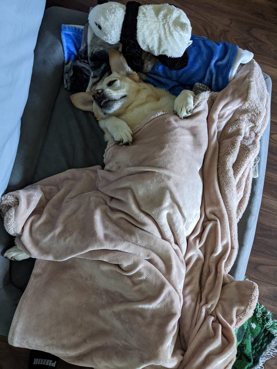 palaeobeth's tweet photo. I feel like the internet could probably use these pics of Little Bear waking up this morning #TGIF #BearProbs https://t.co/62gdYW0Vju