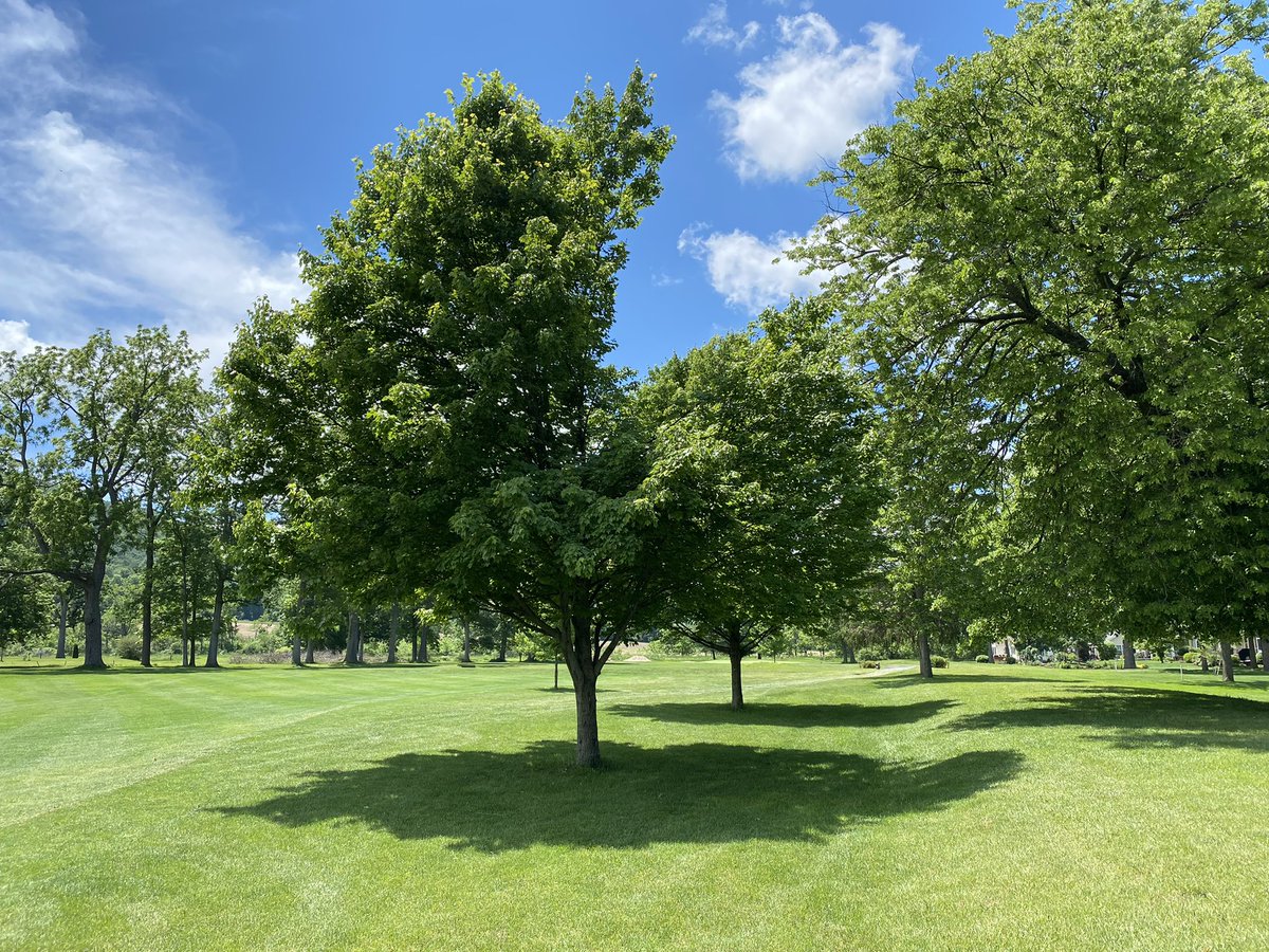More superintendents need to understand the value of cutting #windows through trees on the course <a href="/ClubProGuy/">Club Pro Guy</a>