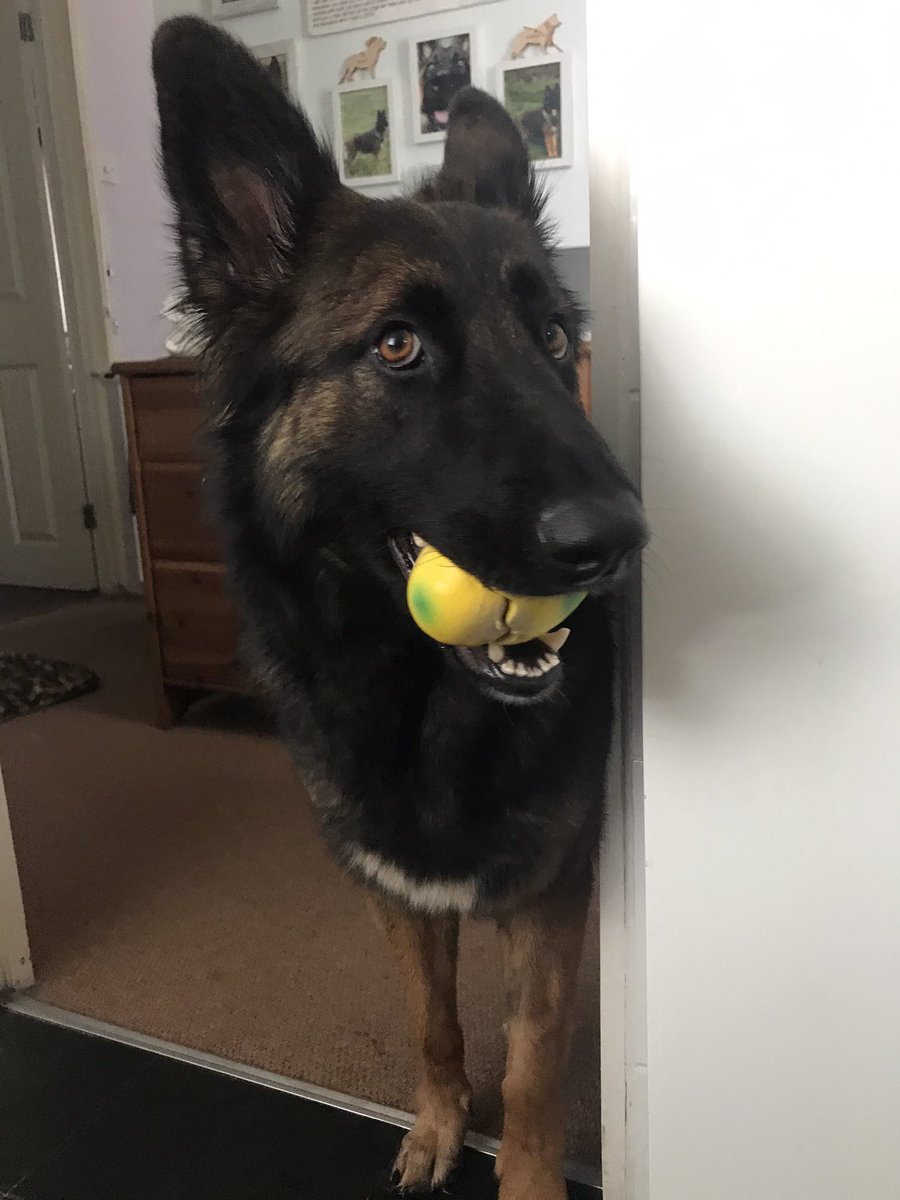 NicNic711's tweet image. Summer has developed an obsession today wherein she has been carrying this squeaky egg around for most of the day! #oddball #notpregnant #strangebehaviour