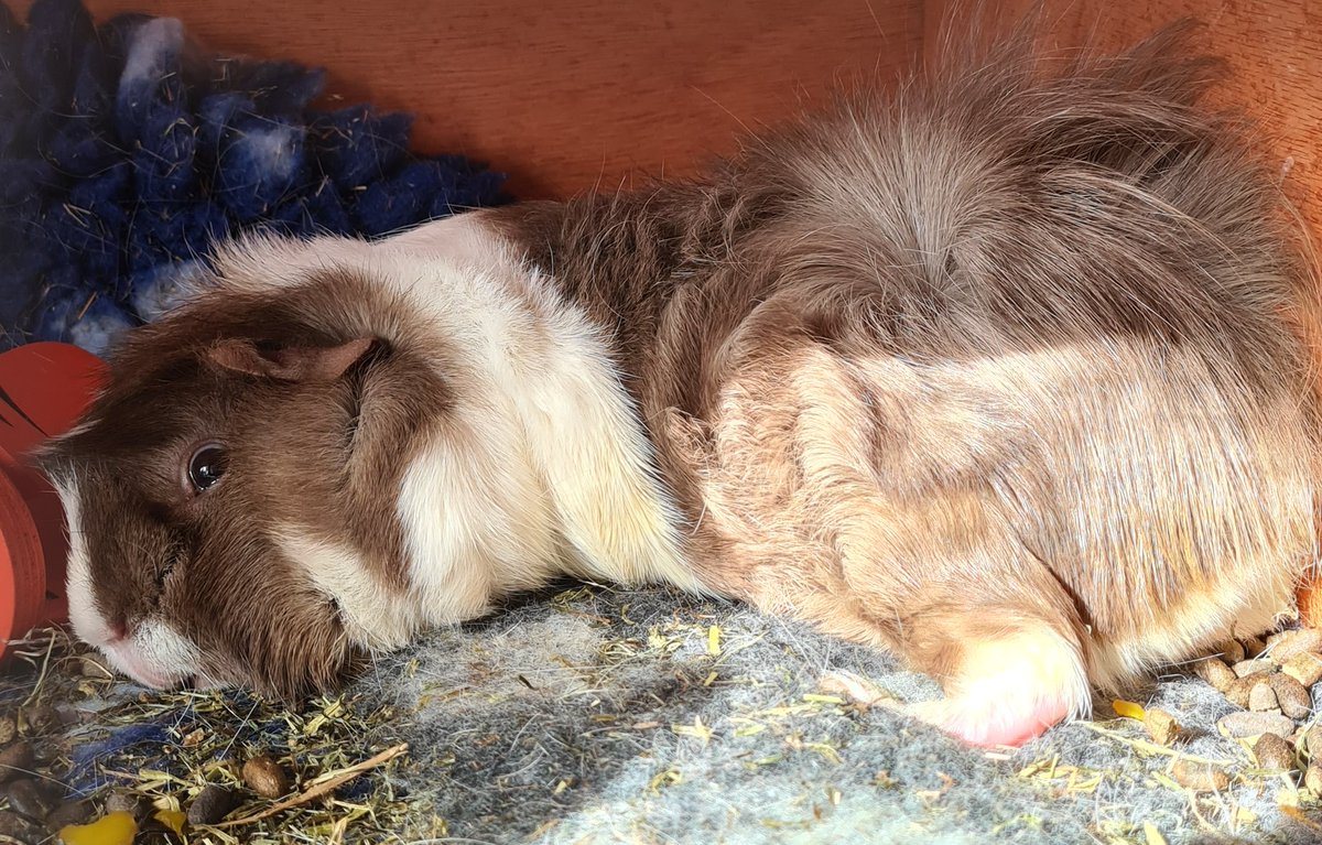 ThoughtsOfPeeg's tweet photo. Time for a #sunnybumsnooze ☀️ 
Mum says she hates that I sleep with my eyes open, I dont know why though? 🤷🏻‍♀️
#sprinklesnooze #hotbum #toastybuns #guineapig https://t.co/EvCHsW2mTa