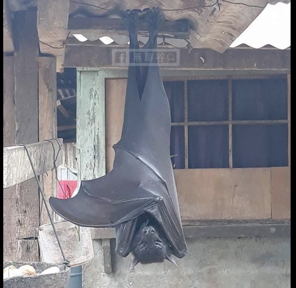 Gra_pple's tweet photo. non filos 
opinions on human sized bats https://t.co/uImMelUJxA
