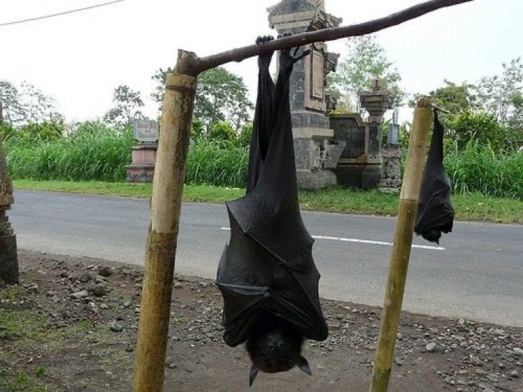 Gra_pple's tweet photo. non filos 
opinions on human sized bats https://t.co/uImMelUJxA