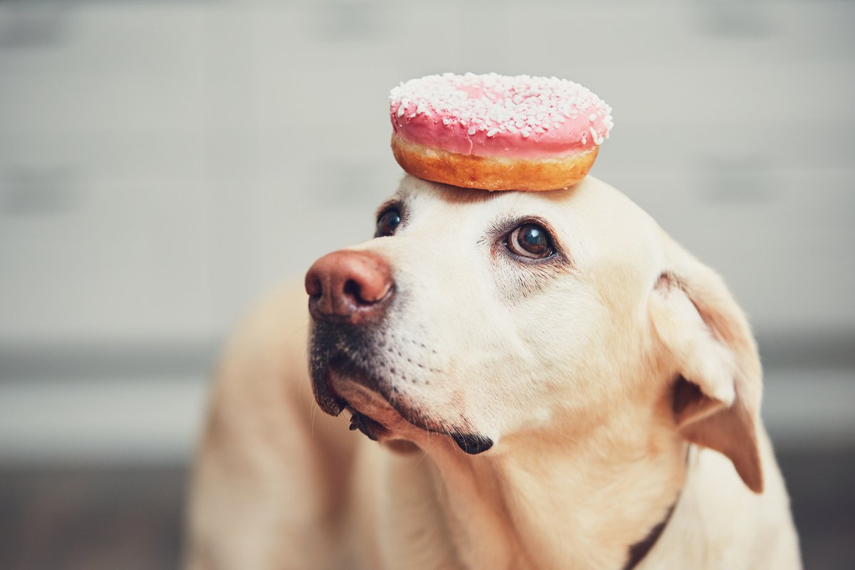 ArdentMoneyNinj's tweet photo. Happy #NationalDonutDay! 

Celebrate accordingly.😋🍩 https://t.co/CCqkdeCLZt