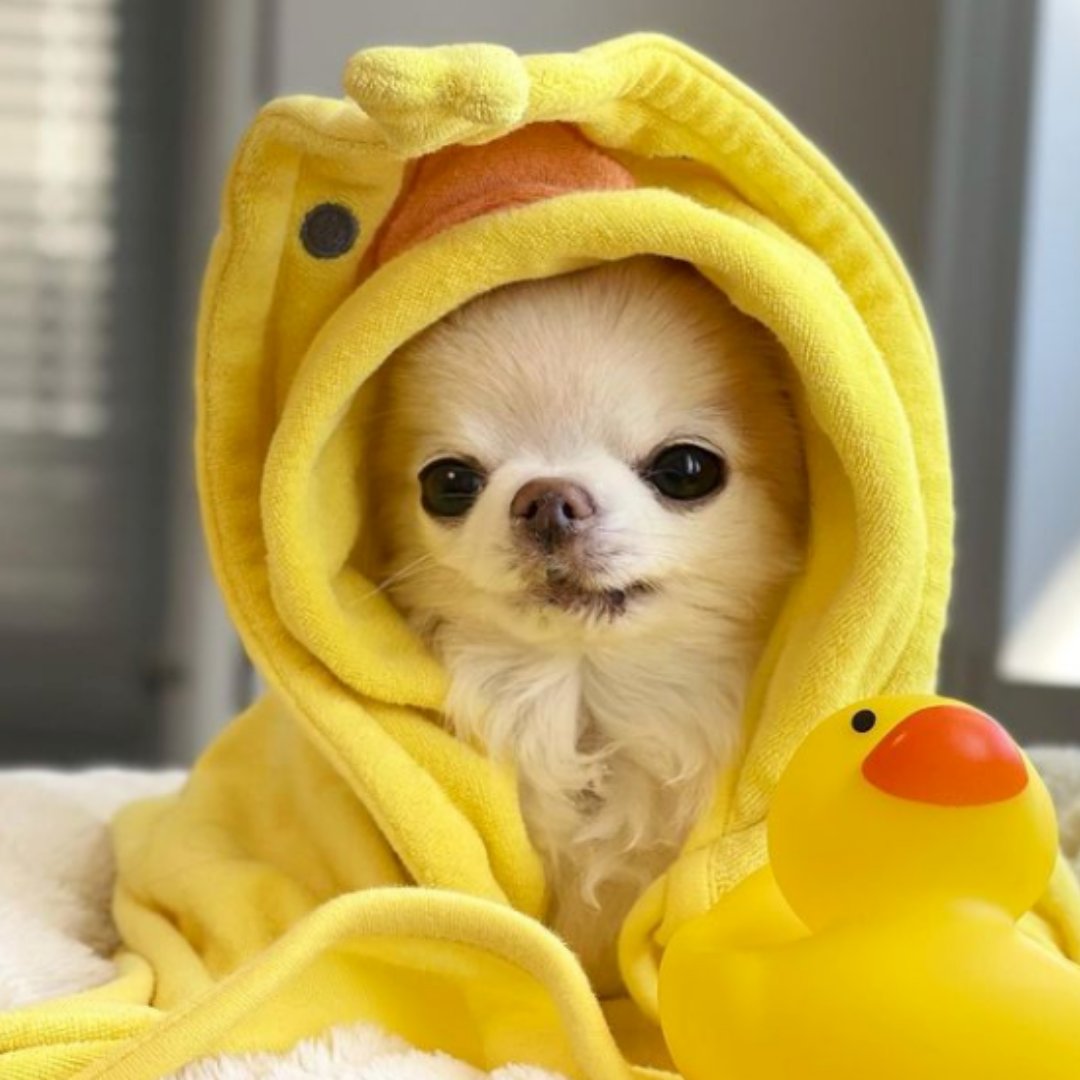 joindough tweet media