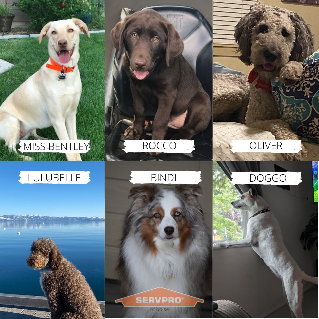 At SERVPRO of Boise we love our pets! We love it even more when our clients share their furry friend photos with us too! 🐶💚 #WeLoveOurPets #SERVPROofBoise