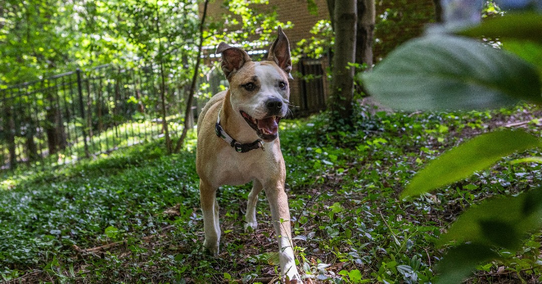 TurfMutt's tweet photo. Ready for some backyarding and fun this summer?! Get Mutt Mulligan's tips for outdoor living and keep up with the TurfMutt Foundation in Mutt Mail, her monthly e-newsletter. Sign up for FREE here: https://t.co/OZktoxepwy #backyarding #BackyardMore #MuttMail https://t.co/GwgKxdZXjj