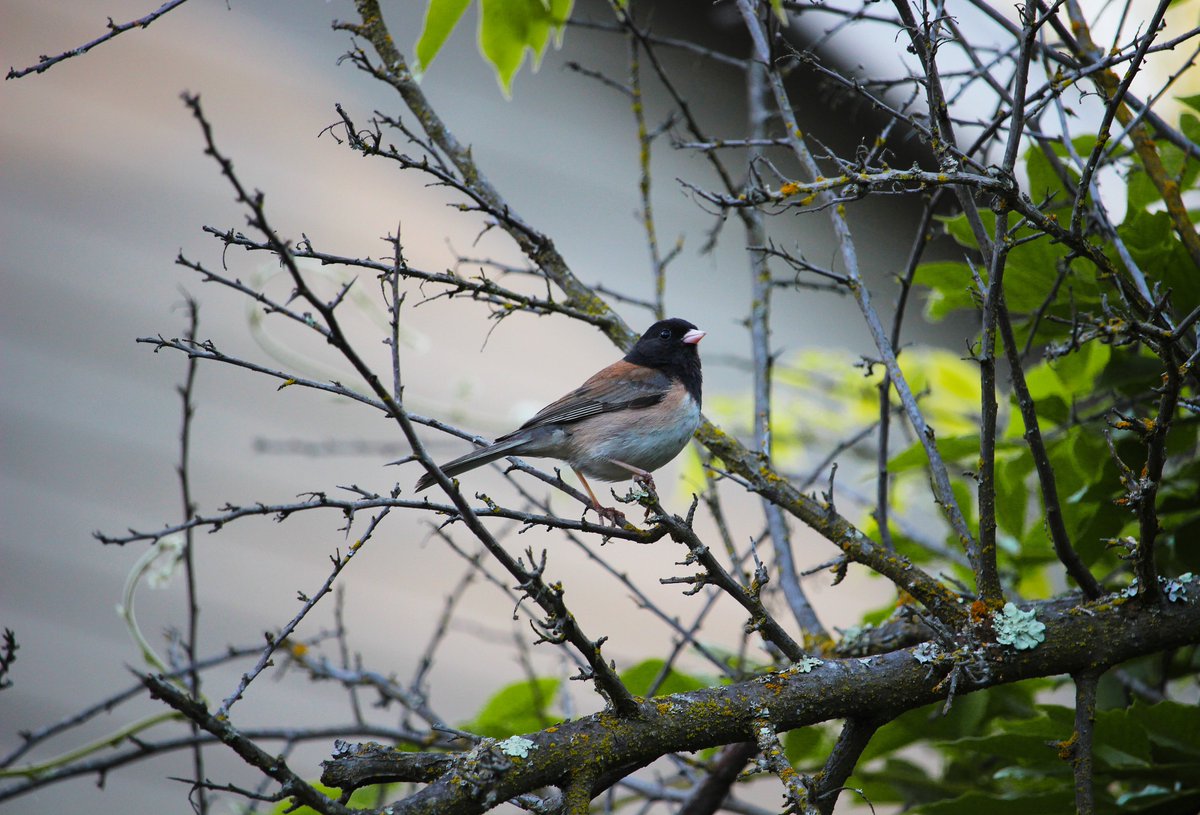 New to birding! Caught a good pic of this bird, but I'm having a hard time identifying it. I'm in Santa Cruz, CA. Any ideas? I thought it was a robin, but the feather and chest color is throwing me off when I look online.

#birds #birding #birdwatching #BirdTwitter