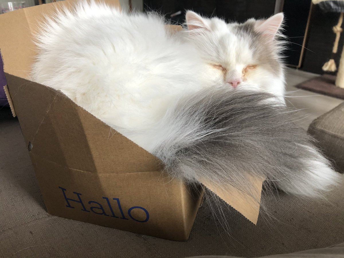 MsB_NL's tweet photo. Hallo 😍 een blije kat @bol_com https://t.co/G0eyX2z7eW