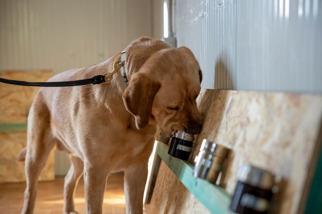 NewTimesRwanda's tweet photo. #Rwanda has launched a pilot phase of #COVID19 screening/testing project using sniffer dogs.
πΈ : @RBCRwanda https://t.co/yEFqcjdWB4