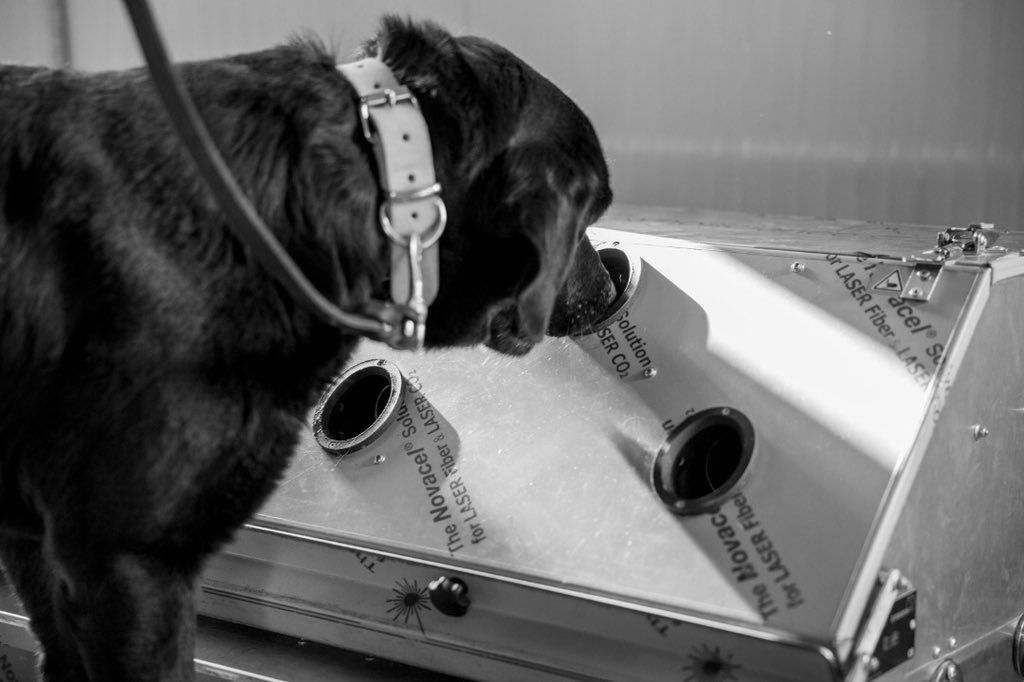 NewTimesRwanda's tweet photo. #Rwanda has launched a pilot phase of #COVID19 screening/testing project using sniffer dogs.
πΈ : @RBCRwanda https://t.co/yEFqcjdWB4