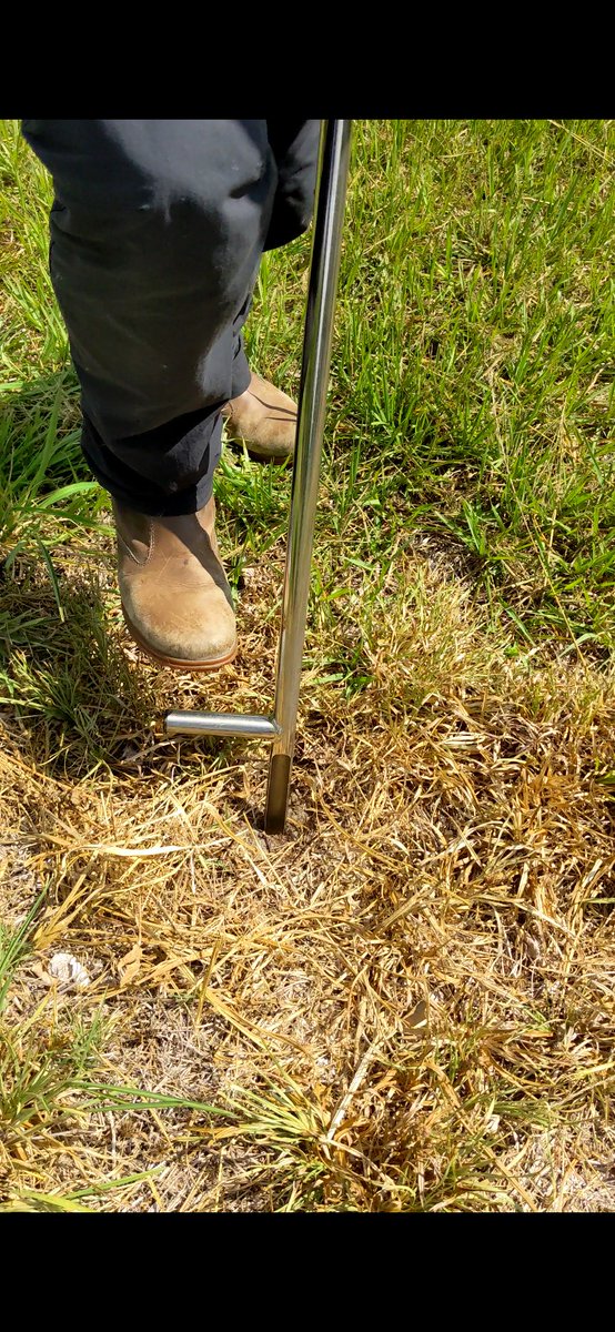 antonio_microUF's tweet photo. Today is the first sampling point for this #soil incubation looking at the effect of #covercrops on C and N mineralization, nitrification and denitrification rates, greenhouse gas emissions, and soil microbes at different soil depths in #citrus orchards. #soilhealth #Strausslab https://t.co/ld4YFGyax1