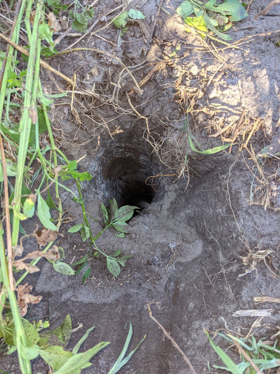 antonio_microUF's tweet photo. Today is the first sampling point for this #soil incubation looking at the effect of #covercrops on C and N mineralization, nitrification and denitrification rates, greenhouse gas emissions, and soil microbes at different soil depths in #citrus orchards. #soilhealth #Strausslab https://t.co/ld4YFGyax1