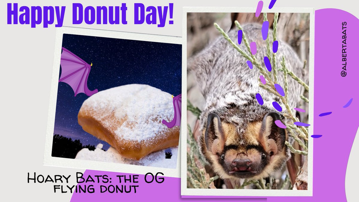#HappyNationalDonutDay! Can't celebrate without Hoary Bats! #BatWorldCup2021Champion #Bats #Sweet