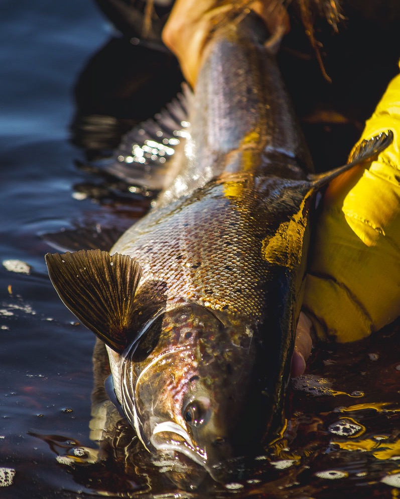 DunMagazine's tweet photo. Fishing for Atlantic salmon had its own set of rules, one of them was boys only, but not anymore. Read our featured story, “The Ritual of Salmon Fishing”, at https://t.co/H0RaTkogTq today.

#dunmagazine #flyfishing #salmon #salmonfishing #womenwhoflyfish #womenofflyfishing https://t.co/oeQtXXl3z8