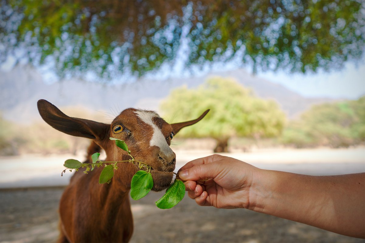 zendalibros's tweet photo. “El veganismo no debería presentarse únicamente como una dieta".

Reseña de "Qué es el veganismo", por Mila García Nogales. @plazayvaldes #veganismo https://t.co/9UGF8b0nrO