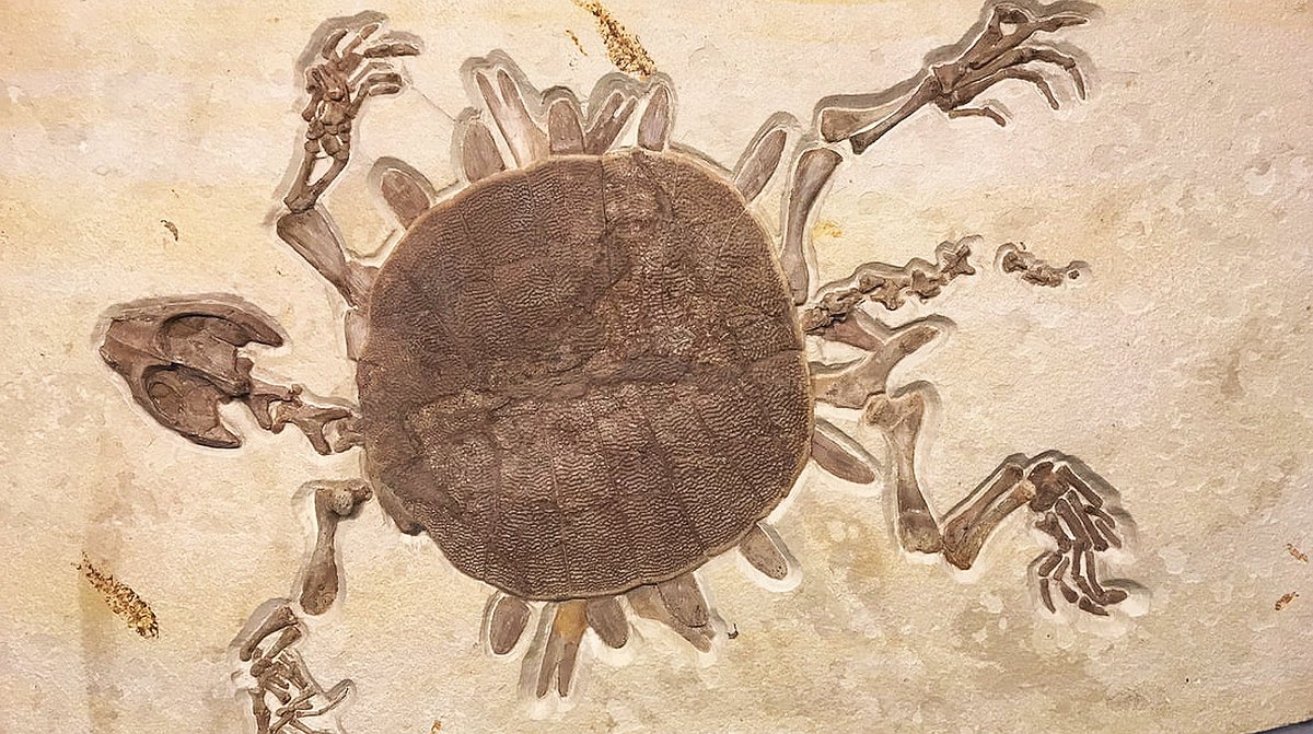 geocappiello's tweet photo. #4June #4Giugno 2021
Soft-shell turtle fossil
Apalone heteroglypta (Cope, 1873)
Eocene (56-33.9 mya)
Green River Formation
Lincoln County, Wyoming, USA ๐บ๐ธ
image via fishdig
#fossilturtles #turtles #fossils #fossilfriday #fossiladay #paleontology #lincolncounty #wyoming #eocene https://t.co/Hjl49bmbAw