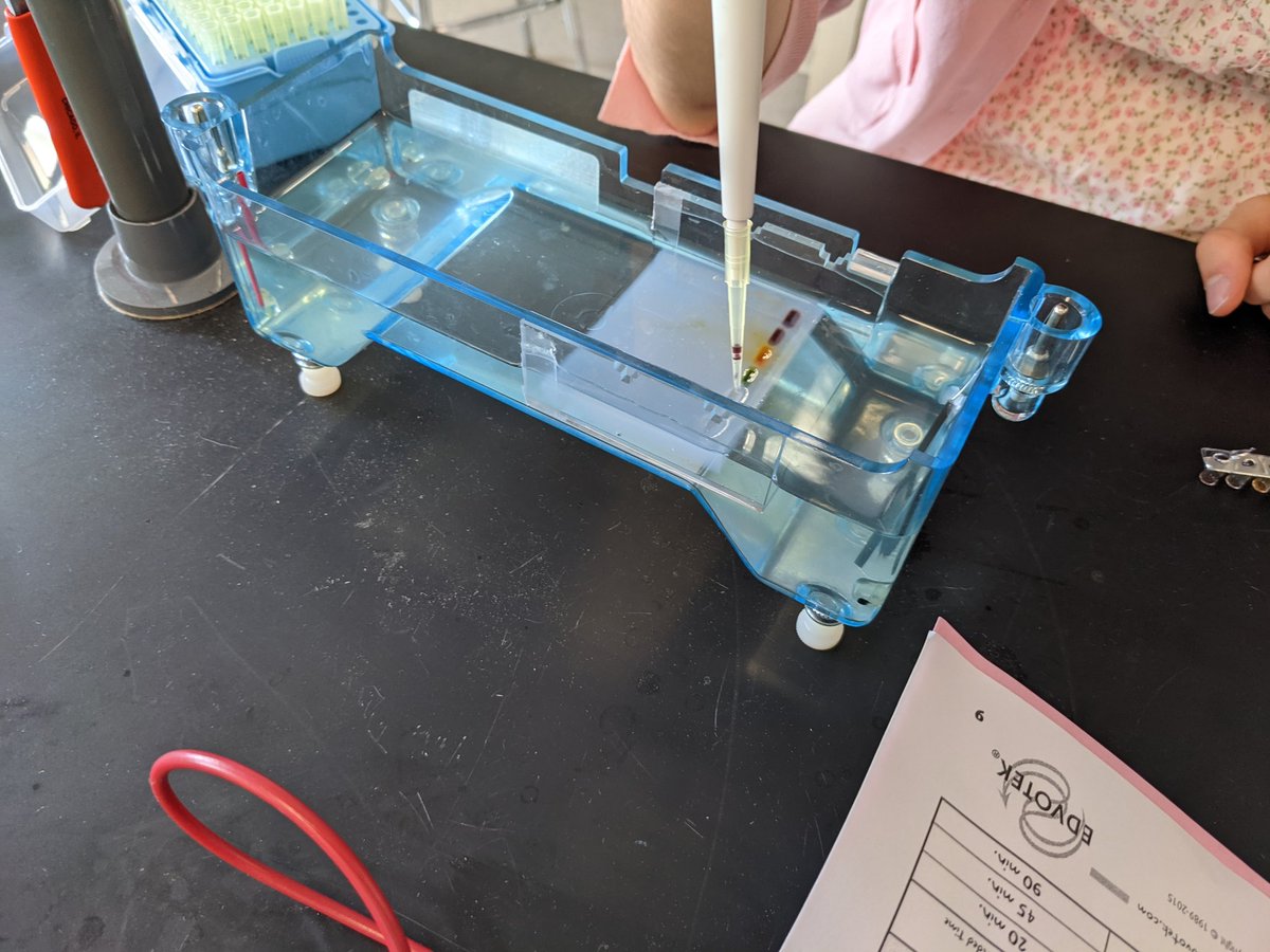MrMaguireHJSHS's tweet photo. #APBiology Juniors used gel electrophoresis today to analyze DNA Samples in a simulated paternity/maternity test #MolecularBiologytools #WhoIstheDaddy ? #Amnesia #WheresNate ? #FoundHim !  #PostExam #FingerprintingFriday https://t.co/DczzqfoYoc