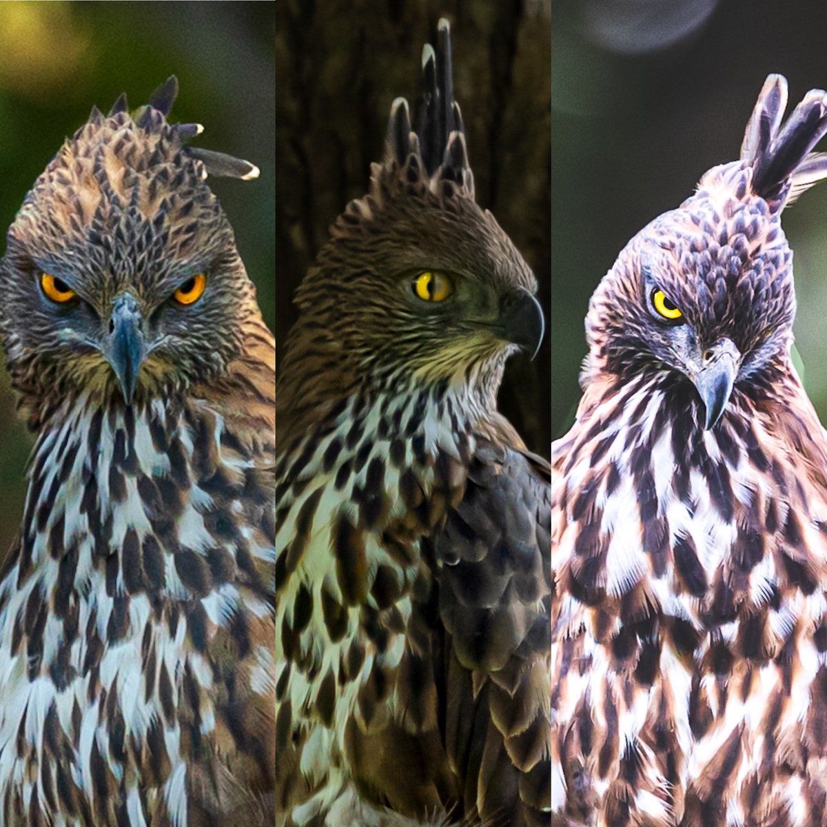 AngryBirds!!! Crested hawk eagle/Changeable hawk eagle #speed @Britnatureguide @OrnithophileI @Saket_Badola @vivek4wild @Avibase @Team4Nature #ThePhotoHour #BirdsSeenIn2021 #hope4all @ParveenKaswan @WorldofWilds #birds #birdphotography #moods #mood #wildlifephotography #Luv4Wilds