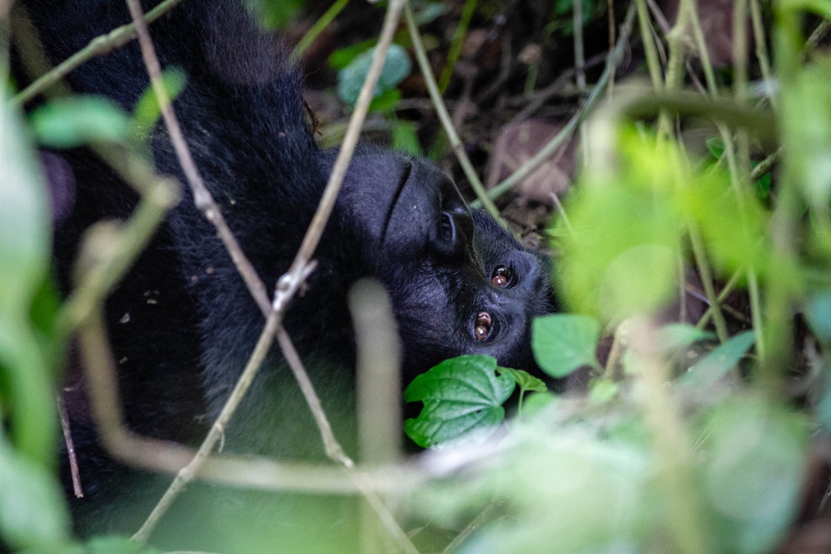 Margaret Evans (@mevanscbc) on Twitter photo So pleased to see our story for <a href="/CBCWorldatSix/">World At Six</a> about the threat Covid 19 poses to the world's mountain gorillas honoured for radio Feature News by <a href="/RTDNA_Canada/">RTDNA_Canada</a>. With <a href="/lily_martin/">Lily Martin</a> (photo credit!) & <a href="/JF_BISSON/">JF</a> & thanks to Uganda's <a href="/DoctorGladys/">Gladys K Zikusoka</a> for letting us tag along. So pleased to see our story for <a href="/CBCWorldatSix/">World At Six</a> about the threat Covid 19 poses to the world's mountain gorillas honoured for radio Feature News by <a href="/RTDNA_Canada/">RTDNA_Canada</a>. With <a href="/lily_martin/">Lily Martin</a> (photo credit!) & <a href="/JF_BISSON/">JF</a> & thanks to Uganda's <a href="/DoctorGladys/">Gladys K Zikusoka</a> for letting us tag along.