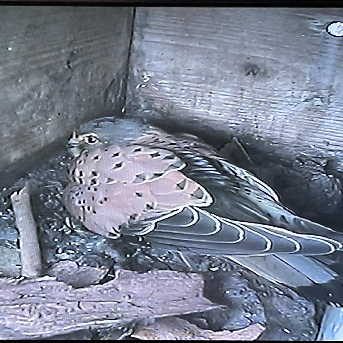 The Kestrels are back nesting at the Tower. The eggs have just hatched so fascinating viewing now as the five fluffy chicks are always hungry! See them on the screen in the Tower - another reason to visit as well as the art, history, tea rooms and the view!  #springwatch
