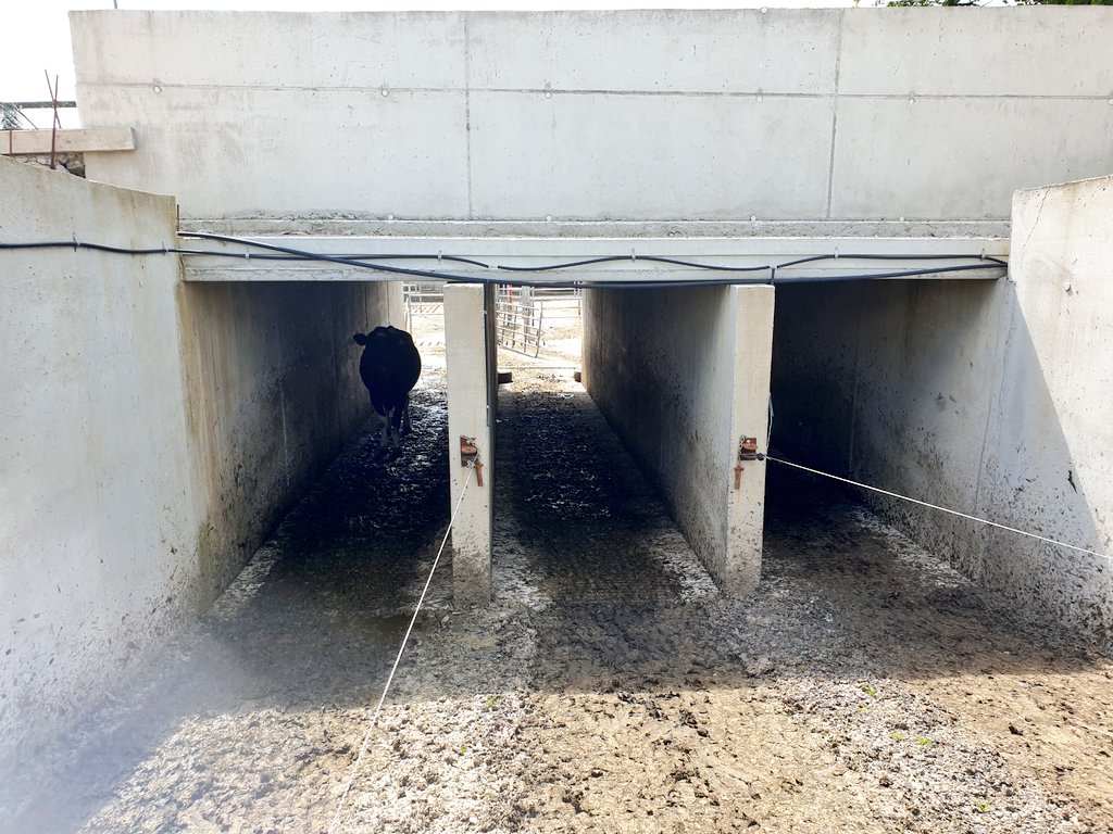 Farmer that started up this year with 1 A5 in Kilkenny has an underpass going under the milk lorry lane. Cows have no issue walking through it, even though all 3 lanes for ABC come up out of it.