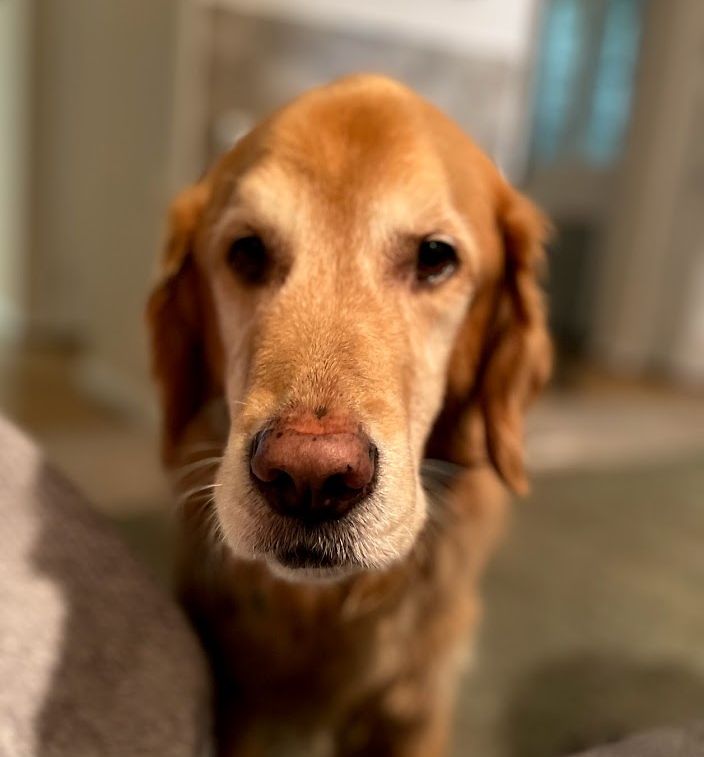 chandlerb22's tweet photo. Samwise Gamgee Chandler, the goodest of good boys. 

Rest in peace, buddy.

#SamwiseTheBrave https://t.co/K8Syp6de09