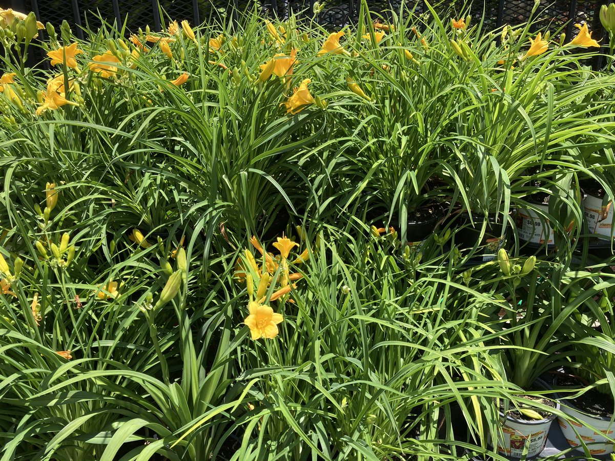KWisePPS's tweet photo. All kinds of varieties and colors of Day Lilies at your local Home Depot check them out at the Marietta store 153 @Stephen_E_Camp @GriffinAgriffin @PPSinHD https://t.co/elm7QjvZey