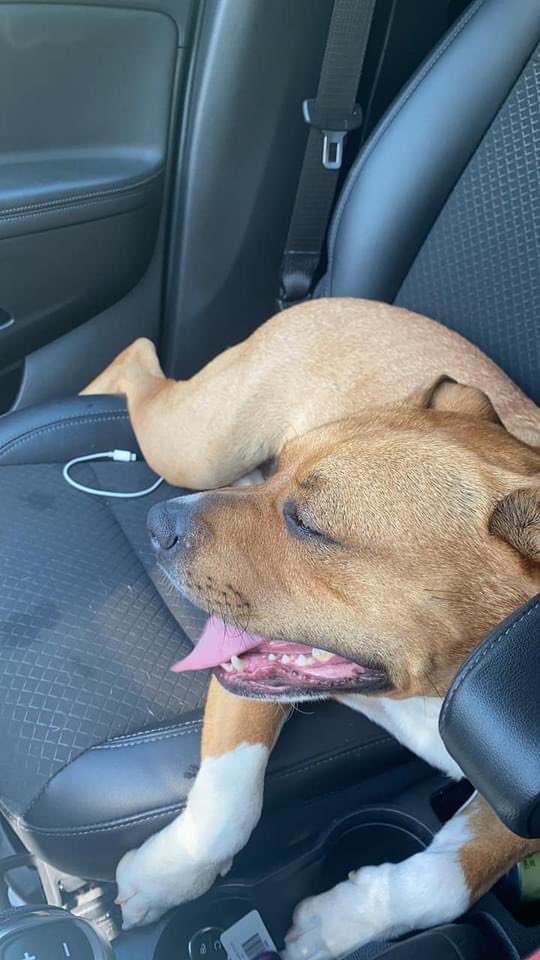 Avar15tamps's tweet photo. @joeimel My friend found this dog running through traffic next to Rians Fatted Calf. She currently has him in her apartment. Please help me find his owner! Text 270-991-1447. https://t.co/Pg20AAzF0U