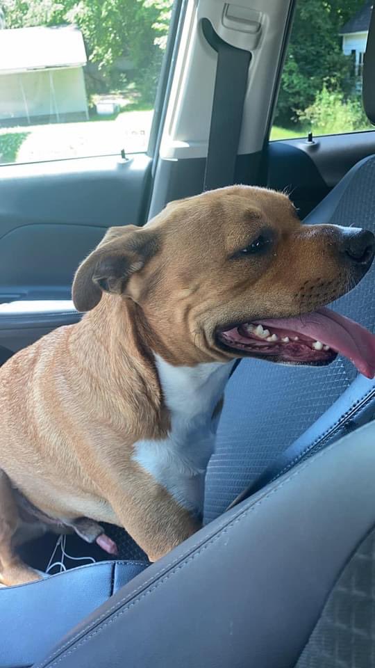 Avar15tamps's tweet photo. @joeimel My friend found this dog running through traffic next to Rians Fatted Calf. She currently has him in her apartment. Please help me find his owner! Text 270-991-1447. https://t.co/Pg20AAzF0U