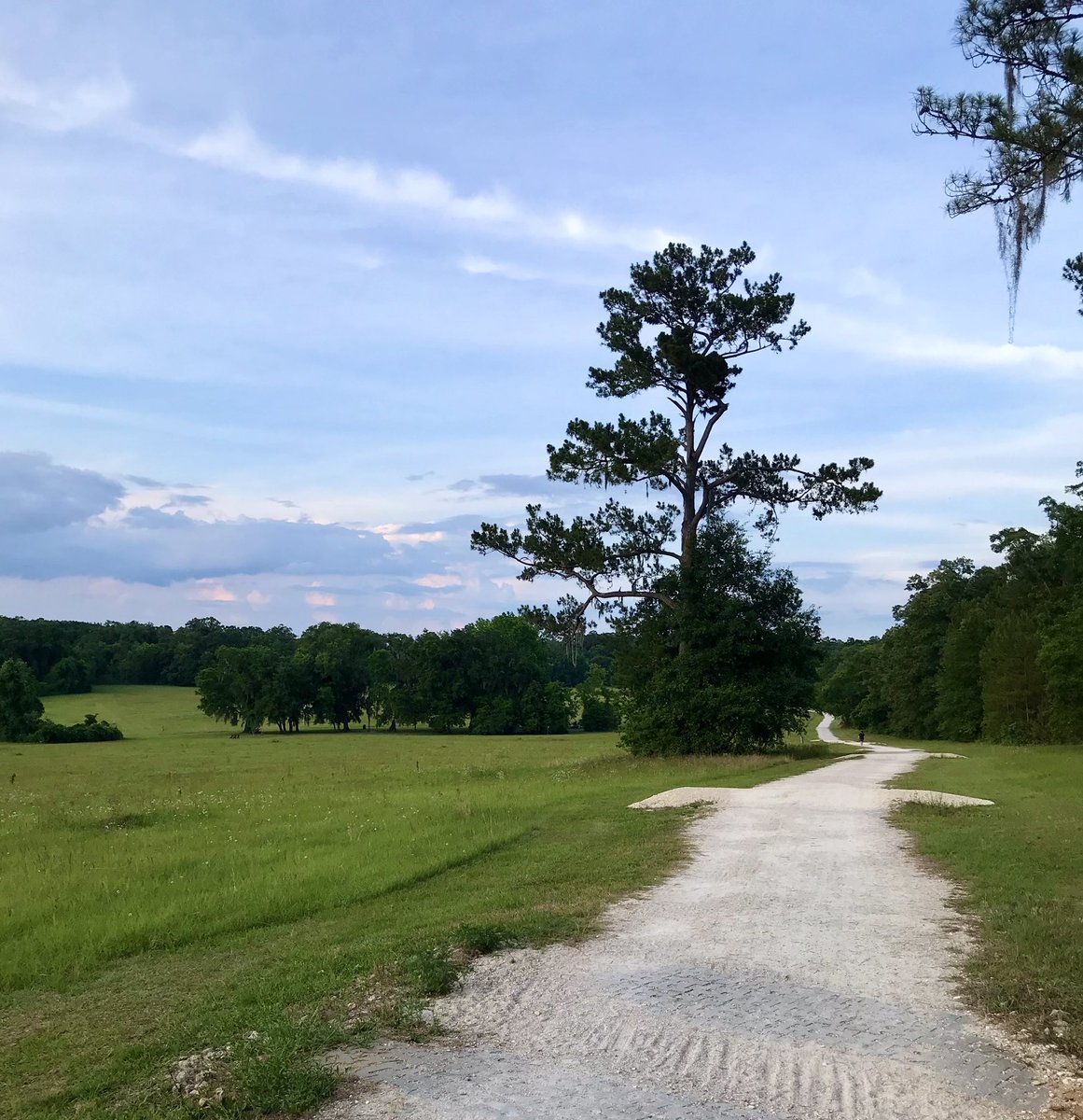 wortholomew's tweet photo. I suppose there are worse places to put some miles down.
#RunChatHunt — Trees.
📷 from yesterday.
#IStandWithYou #RunWithRivs🏴☠️ #teamnuun #HSHive #KeepItTight #SquirrelsNutButter #TeamAltra #TeamROADiD #RunChat @therunchat #IHeartTally #Trailahassee #SeenOnMyRun #SceneOnMyRun https://t.co/VPE6W8HFvF
