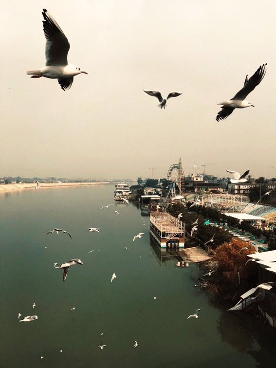 ريم الشلاقي☪︎ tweet media