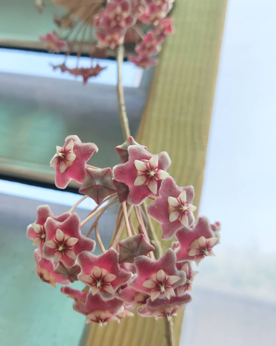 delaFauneAVL's tweet photo. Some of the Hoya are showing off in the greenhouse today! Happy Friday! 😍🌸😍
 #handmadeinasheville #buylocalasheville #houseplantclub #shoplocalasheville #hoya  #plants  #plantlady #plantdaddy #ashevilleplants #ashevillelocal #avltoday #ashevillemade #ashevilleplantpeople https://t.co/QHtkPVp0GE