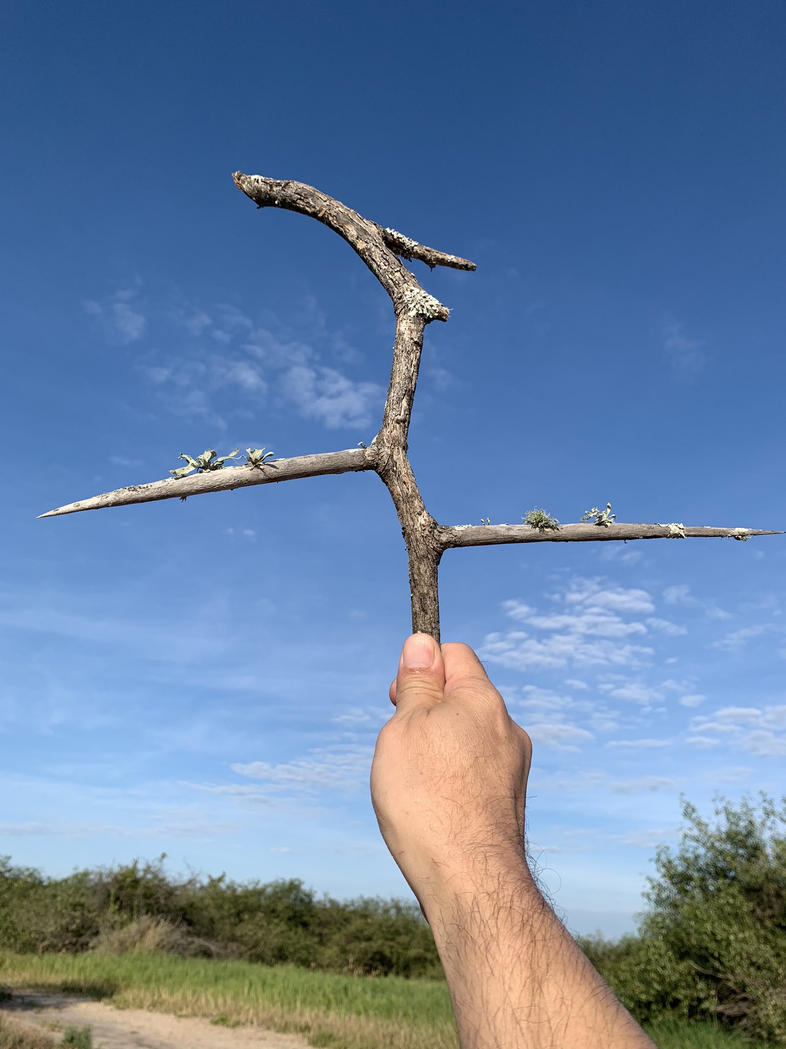 José Luis Cartes Yegros on X: Especial DÍA DEL AMBIENTE. Un rastro del  pasado: espinas gigantes del viñal (Prosopis ruscifolia). Si alguna vez  viajaron al Chaco, y una espina de estas pinchó
