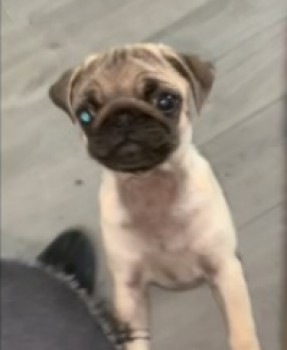 millypod1's tweet photo. 🆘2 JUNE 2021. ETHEL #STOLEN #ScanMe
Pug #PUPPY Female
#Swanscombe Borough of #Dartford #Kent #DA10
SIGHTINGS PLZ ☎️07949 086204
https://t.co/VaZ6ZtQof3 https://t.co/zNI9UcWmyj