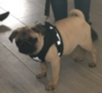 millypod1's tweet photo. 🆘2 JUNE 2021. ETHEL #STOLEN #ScanMe
Pug #PUPPY Female
#Swanscombe Borough of #Dartford #Kent #DA10
SIGHTINGS PLZ ☎️07949 086204
https://t.co/VaZ6ZtQof3 https://t.co/zNI9UcWmyj