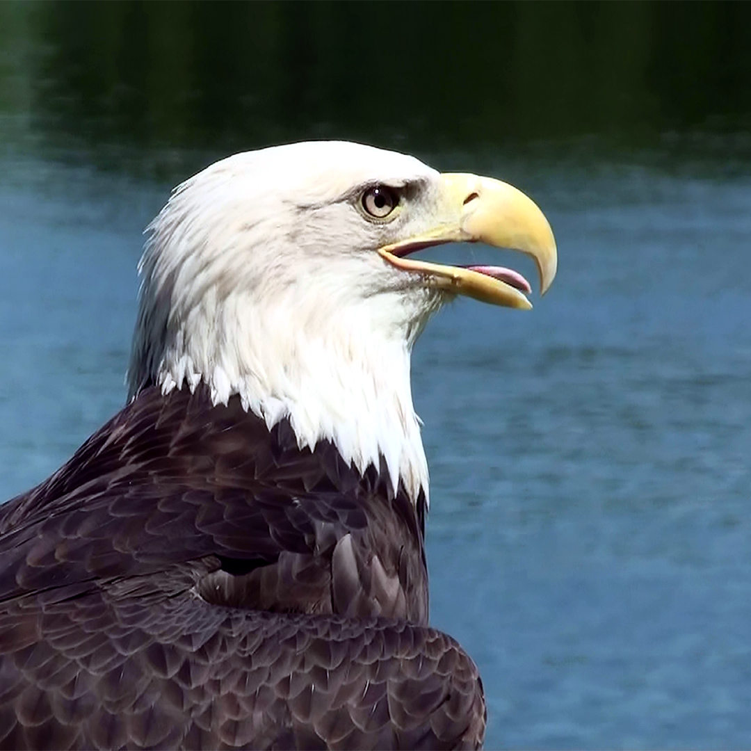 EAGLE 101: WHAT EAGLES HAVE IN COMMON WITH DOGS As hot summer temps arrive, animals look for ways to stay cool. Just like dogs, eagles have no sweat glands and attempt to stay cool by panting. Here we see ambassador Angel enjoying a nice summer day. 🦅☀️😍👍#OnlyinMN #YourEagleHQ