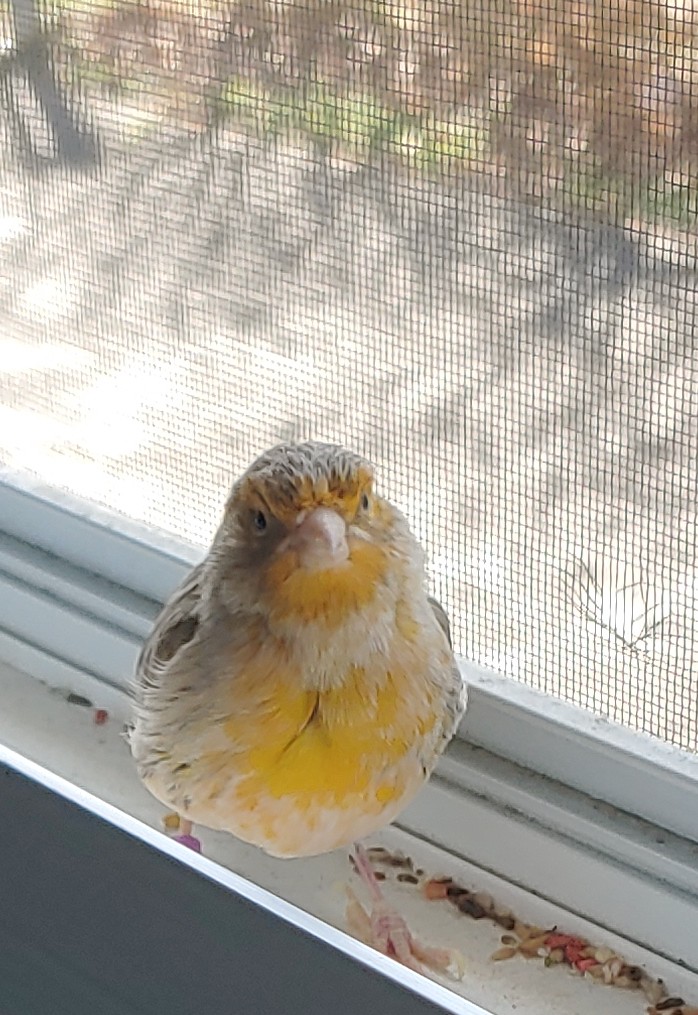 Steve_R_Walker's tweet photo. #RIPPrecious 
You were such a good bird.
Fly high in the sky, pretty girl. 
😥 https://t.co/uYH2c5Gwvo