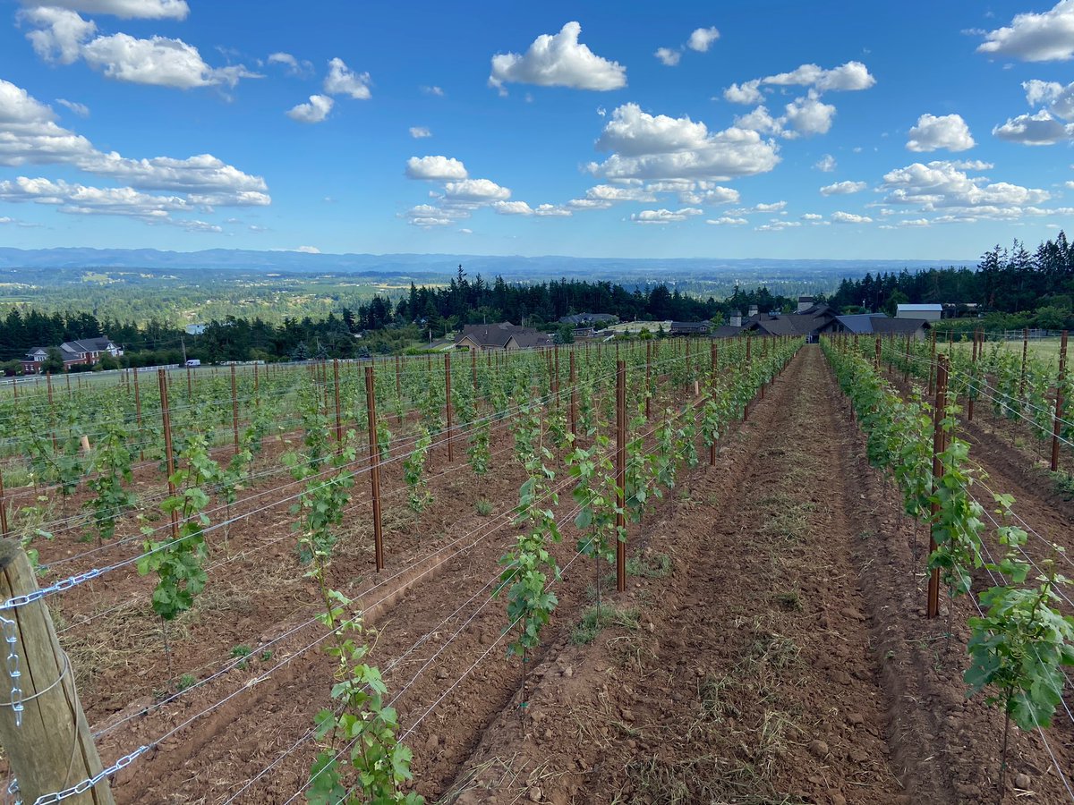 Tommy’s Vineyard update... we’ve got fruit growing and will have a limited harvest in September!