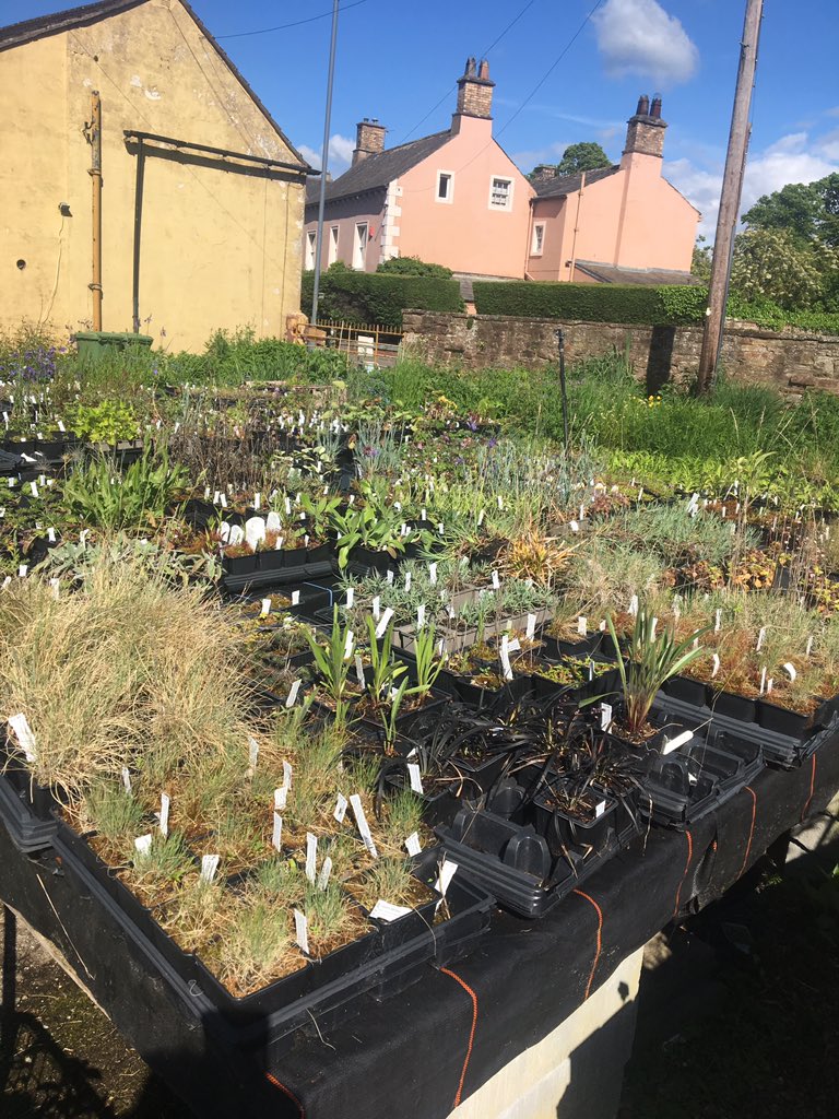 rattycastle's tweet photo. #shoplocal #gardencenter in #Dalston #beddingplants #hostas  to die for only £4.50 #Hicksons have every plant known to Man 🤣🌿🌿🌿🌿🐞#gardenersworld https://t.co/bogANi790M