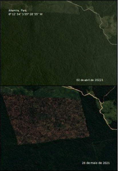 Greenpeace's tweet photo. There was a 41% increase in deforestation in the Amazon in May, compared to the same month in 2020. These satellite images show an area the size of 1.343 soccer fields destroyed between April and May this year. We must stop Bolsonaro’s anti-environment agenda before it’s too late https://t.co/1XBEI3mGye
