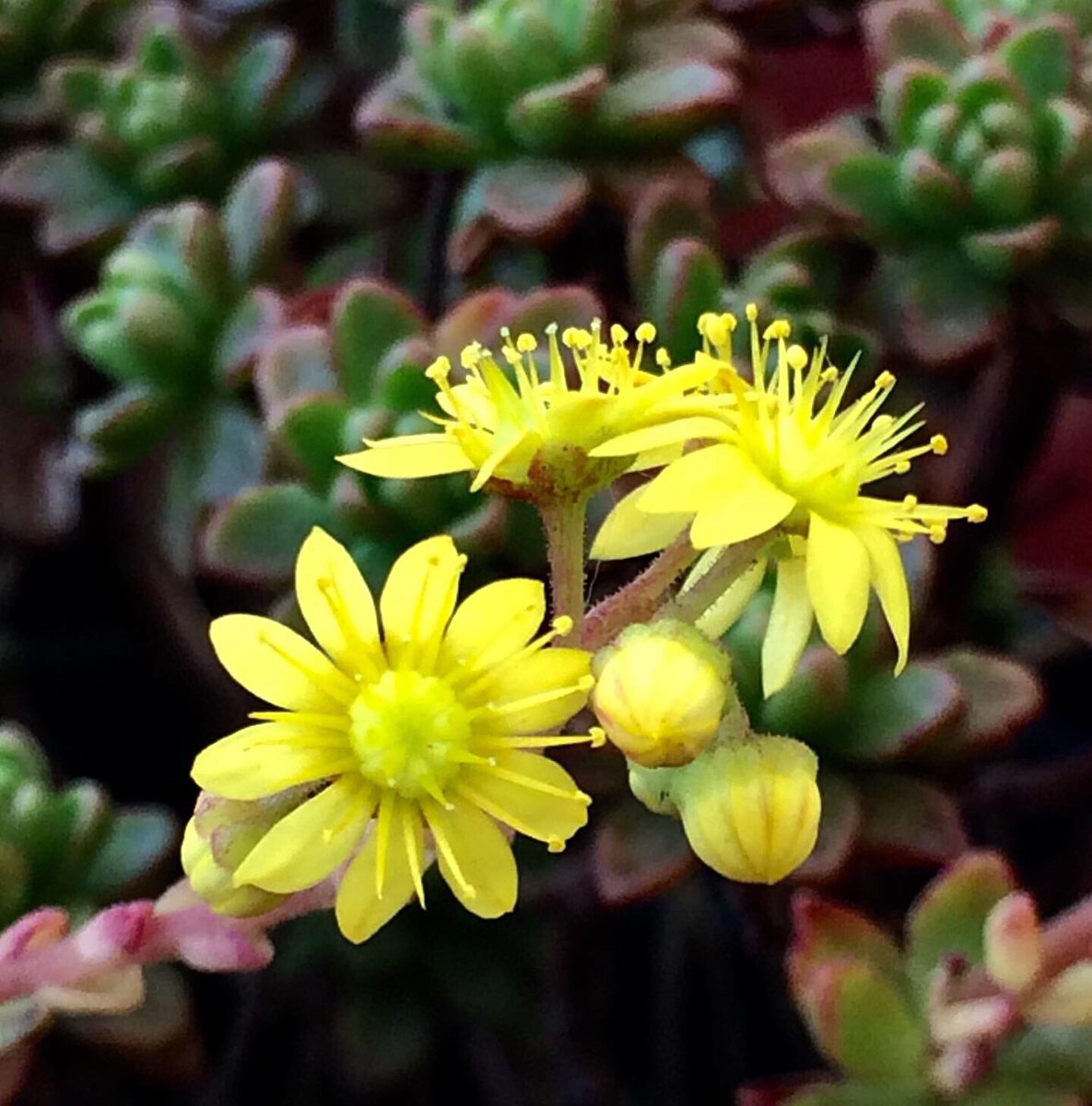 HeliaNochtli's tweet photo. Aeonium sedifolium, planta originaria de las Islas Canarias.

La floración de este género de suculentas sale directo del centro de la roseta y generalmente éstas  mueren después de la floración, a menos que se poden ✂️ 

#succulents #aeonium https://t.co/X9PzLpovG1