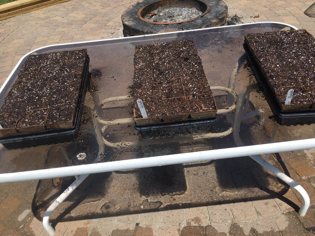 First pumpkins of the ‘21 season planted and watered!