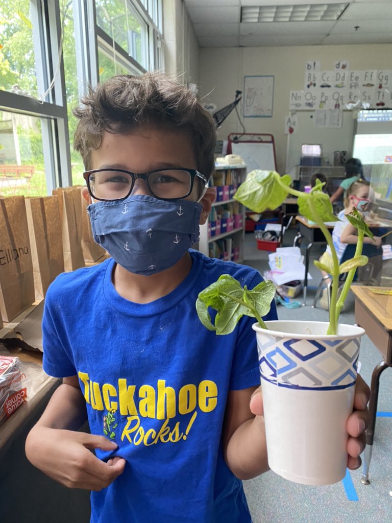 We watched the plant life cycle right on our window for 2 weeks! Look how big these beans grew! #TuckahoeRocks @TuckPrinc <a href="/TESschoolyard/">Tuckahoe Discovery Schoolyard</a>