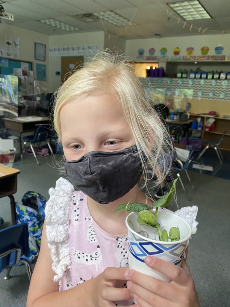 EverettKTeach's tweet photo. We watched the plant life cycle right on our window for 2 weeks! Look how big these beans grew! #TuckahoeRocks @TuckPrinc @TESschoolyard https://t.co/rl7hQcHAs9