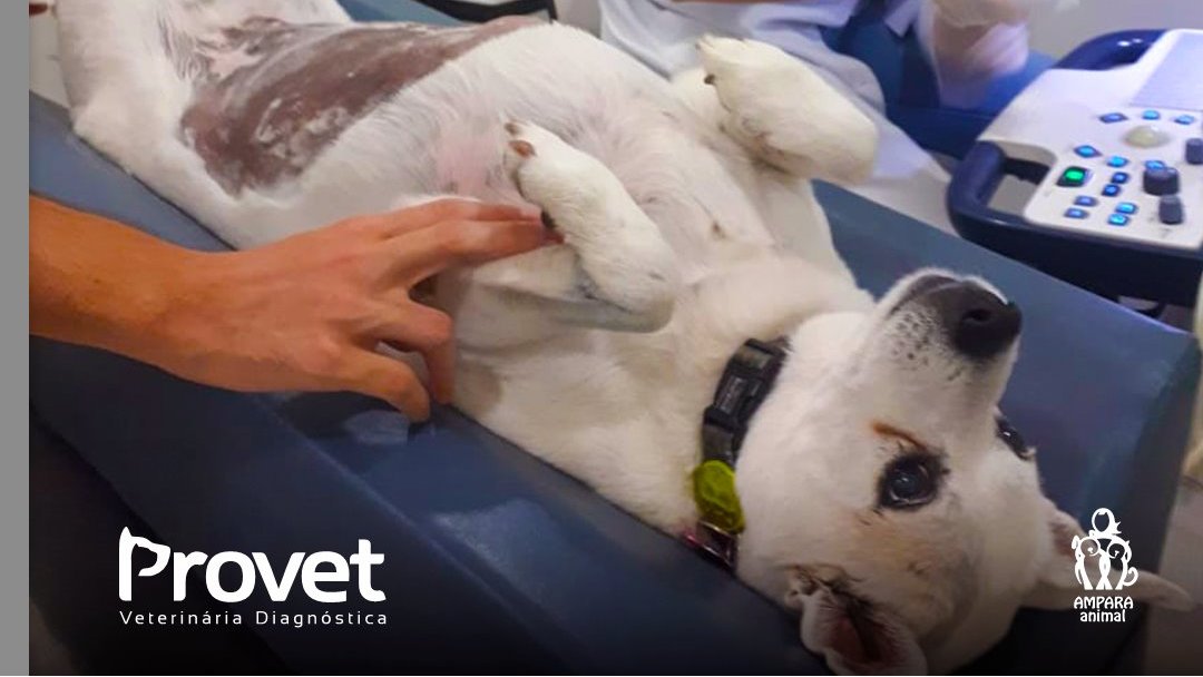 amparanimal's tweet photo. Pirata é uma menina de 13 anos que está sob os cuidados da AMPARA. Por causa da sua idade, realizou diversos exames em nossa clínica parceira @provetdiag e já é de casa - adora receber um carinho da equipe da Provet! #amparaparceria #amparanimal #protecaoanimal https://t.co/2HhldCKOr7