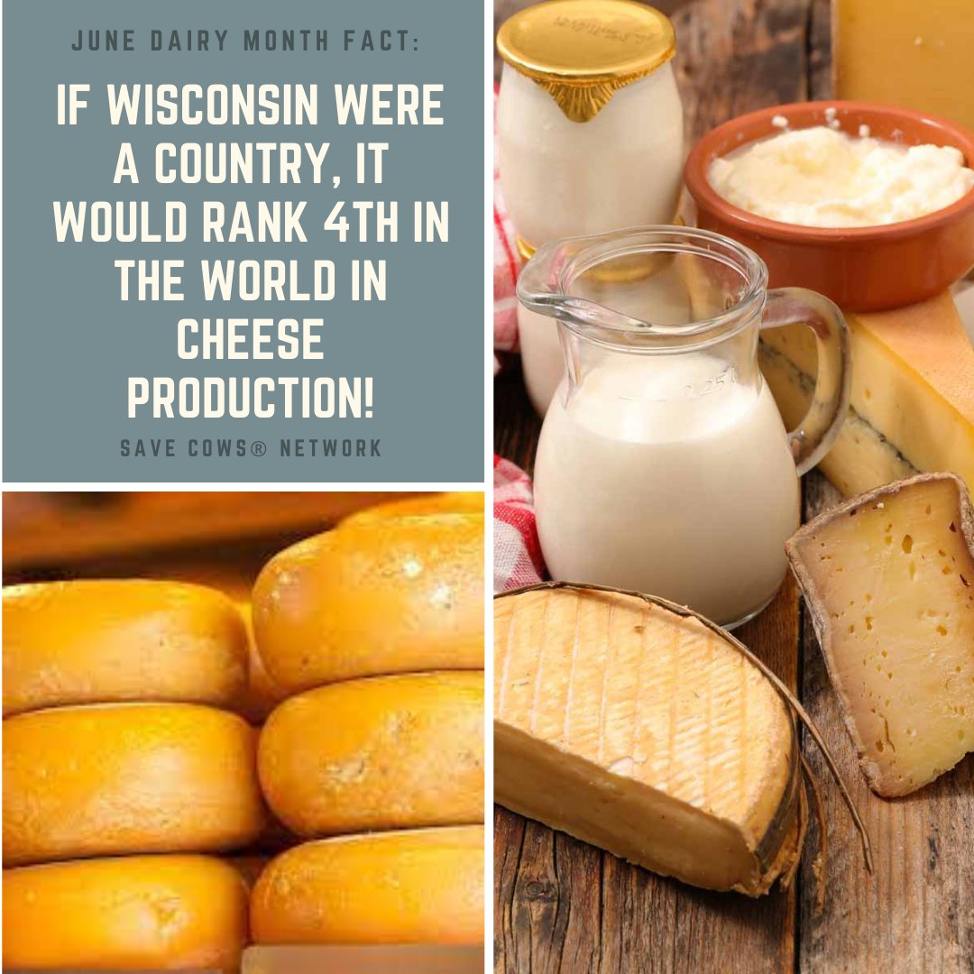 In honor of national cheese day, we thought we'd share a brie-lliant cheese fact! #savecowsnetwork #NationalCheeseDay