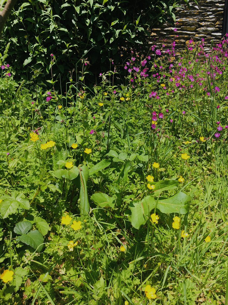 EEttiford's tweet photo. Wild flowers early summer are the best @EEttiford https://t.co/CBTnh3k5Ap
